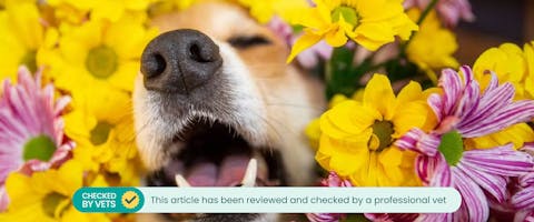 Are mums deals poisonous to dogs